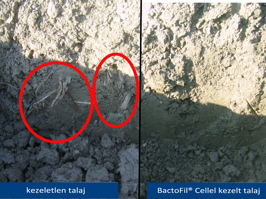 BactoFil Cellel végzett kísérlet talajszelvénye